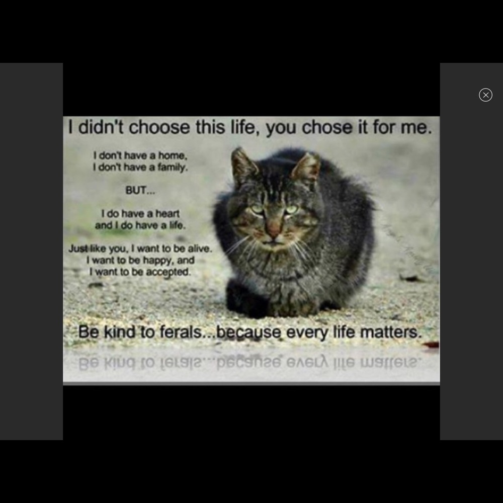 ❤️Please be kind to homeless cats and kittens❤️ - Picture 2 of 9